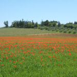 Paesaggio con papaveri - 2009 - foto digitale - peter gazzola